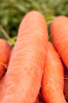 Close-up of a bunch of yellow beets