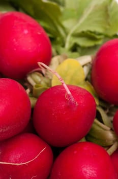Close-ups of red radishes with green in portrait mode