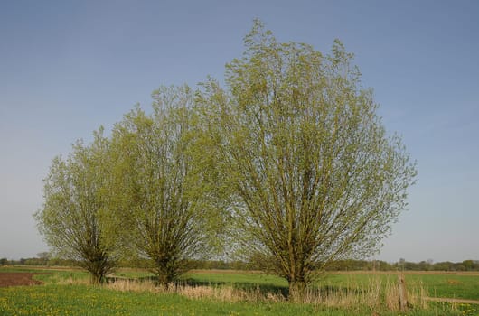 three willow trees