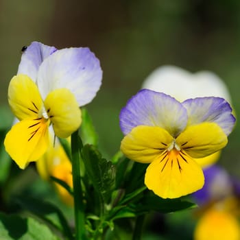 horned pansy