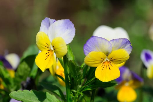 horned pansy