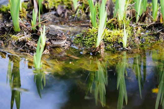 common frog