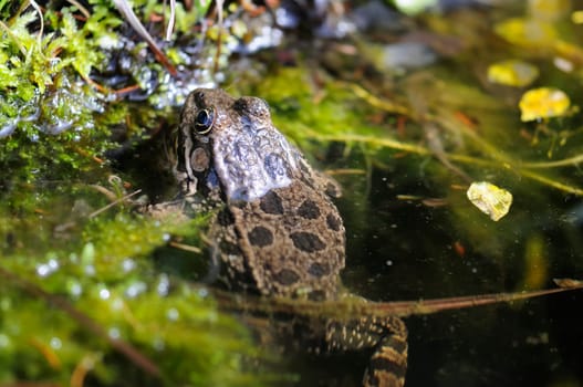 common frog