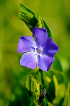 Western blue flax