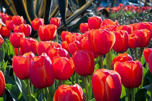 The spring red tulip in flower field