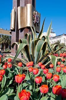 The spring red tulip in flower field