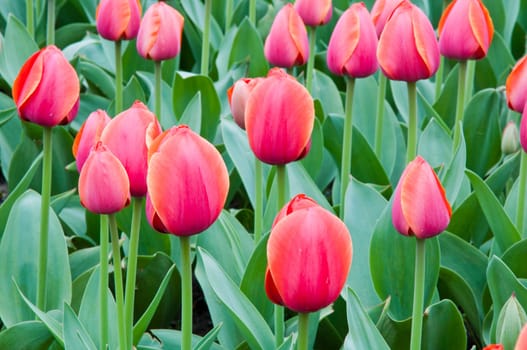 The spring red tulip in flower field