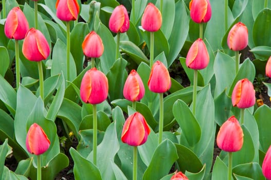 The spring red tulip in flower field