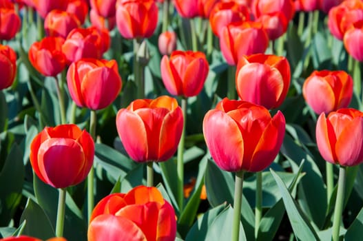 The spring red tulip in flower field