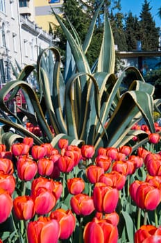 The spring red tulip in flower field
