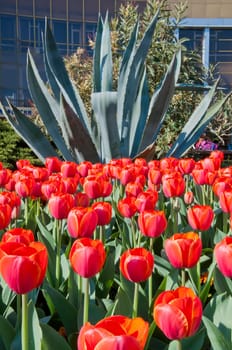 The spring red tulip in flower field
