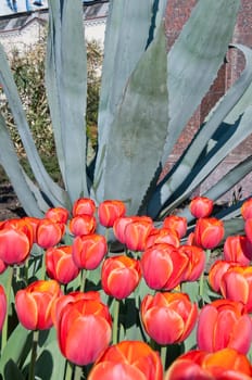 The spring red tulip in flower field