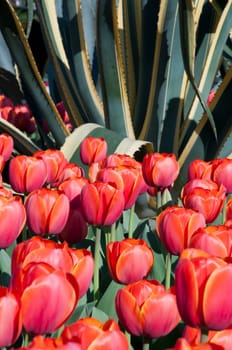 The spring red tulip in flower field