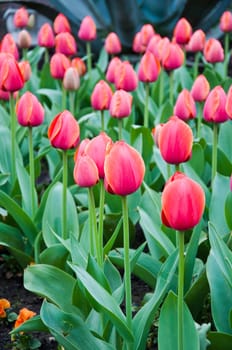 The spring red tulip in flower field