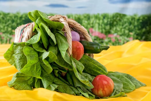 Fresh organic vegetables freshly picked from the garden