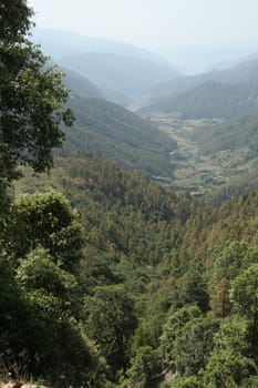 Mountain valley with thick, lush green, coniferous forest in foreground