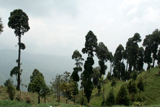 Slim, dark green tress on edge of mountain