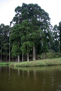 Lush green trees on bank of lake