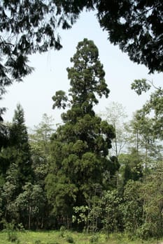 Bottle-shaped tree beautifully framed with dark foliage in foreground