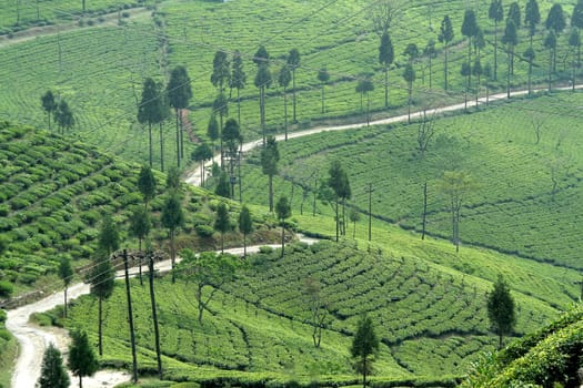 Road running through green mountain of tea garden