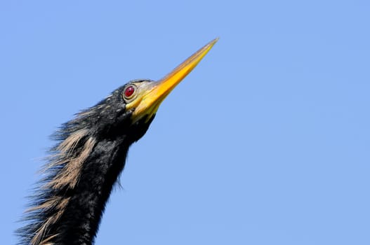 Anhinga