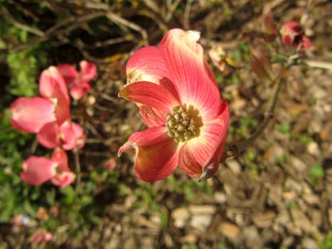red dogwood - Cornus florida