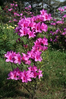 Sprinkling of pink bloom over green grass in a garden