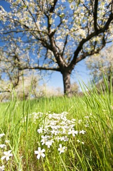 Everything is blooming