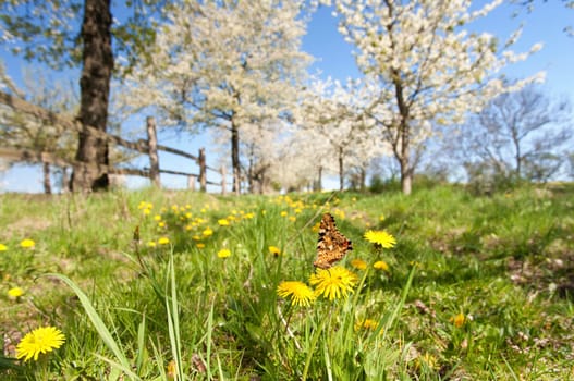 Cherry blossom in spring