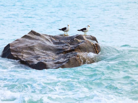Two seagulls on the rock. Tasman sea