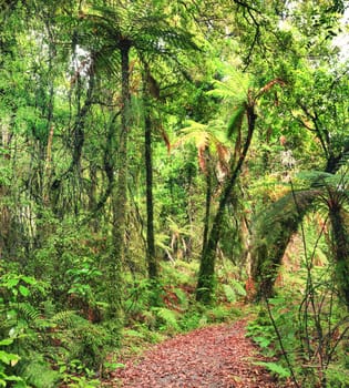 The New Zealand native bush