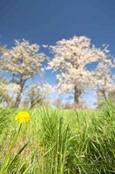 Cherry blossom