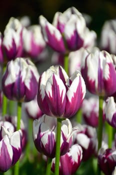 Tulips