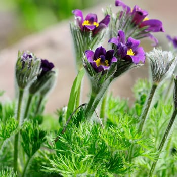 Pasque Flowers