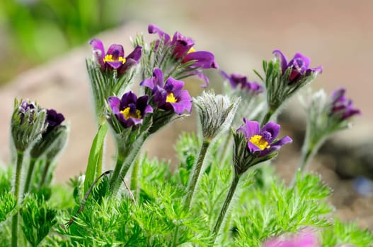 Pasque Flowers