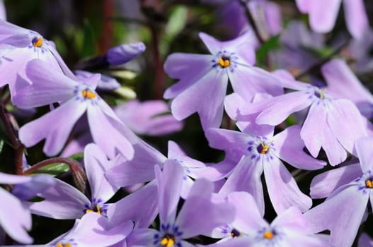 Spring greeting