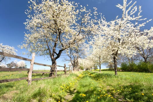 Cherry blossom