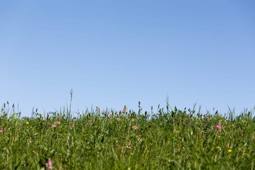 Meadow with horizon,with blue sky as background usable