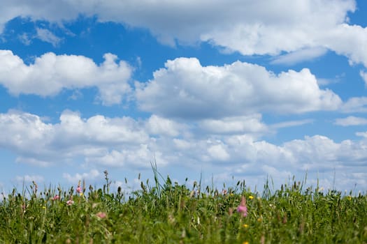 Meadow and cumulus clouds,landscape can also be used as a background
