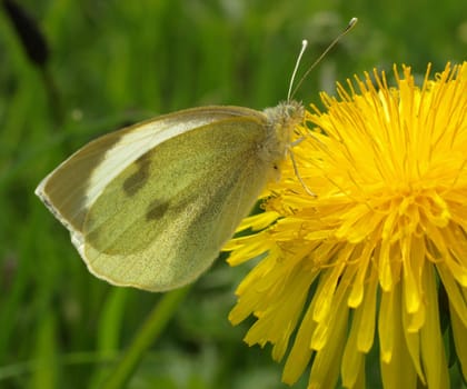 Large white