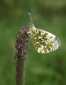 Orange tip