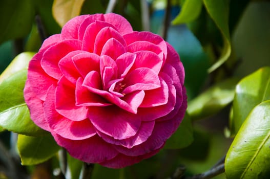 Red camellia flower in the sunny garden
