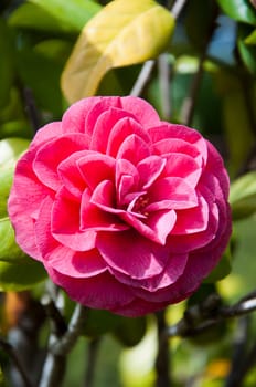 Red camellia flower in the sunny garden