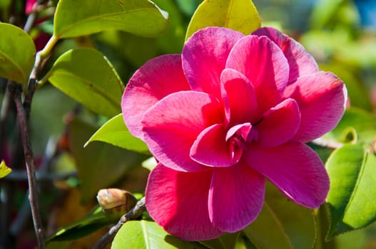 Red camellia flower in the sunny garden