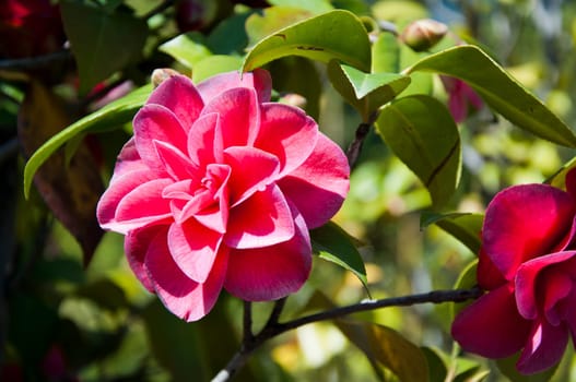 Red camellia flower in the sunny garden