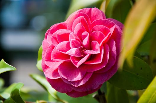 Red camellia flower in the sunny garden