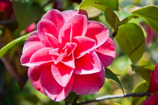 Red camellia flower in the sunny garden