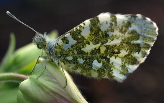 Orange tip