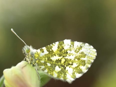 Orange tip