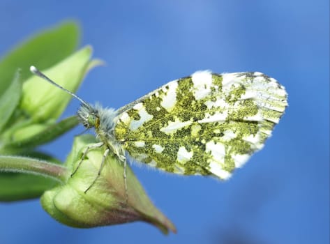 Orange tip